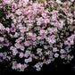 Candy Stripe Creeping Phlox with white flowers adorned with pink stripes creating a lush ground cover in a garden