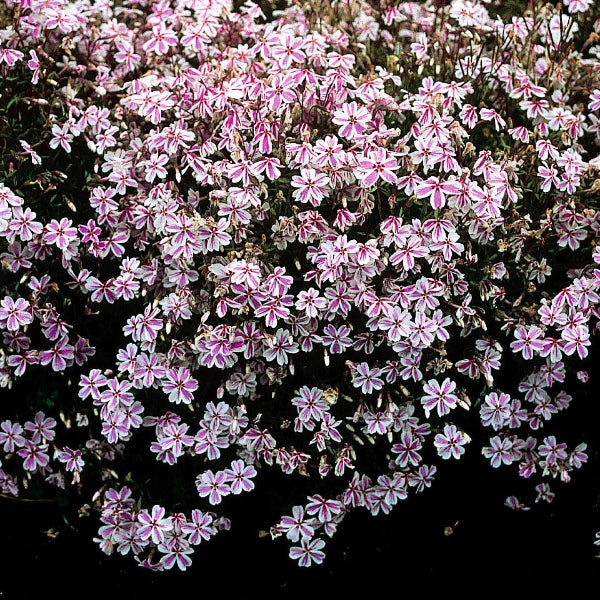 Candy Stripe Creeping Phlox with white flowers adorned with pink stripes creating a lush ground cover in a garden