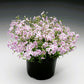 Candy Stripe Creeping Phlox with white flowers adorned with pink stripes creating a lush bouquet in a container