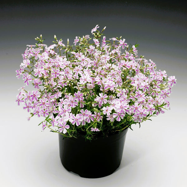Candy Stripe Creeping Phlox with white flowers adorned with pink stripes creating a lush bouquet in a container