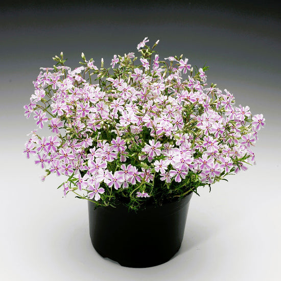 Candy Stripe Creeping Phlox with white flowers adorned with pink stripes creating a lush bouquet in a container