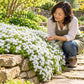 White Creeping Phlox cascading over a stone garden wall as a gardener admires the spring flowers.