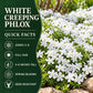 White Creeping Phlox quick facts showing zones 3–8, full sun, 4–6-inch height, spring blooms, and deer resistance.