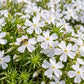 Honeybee visiting pure white Creeping Phlox flowers above dense, needle-like evergreen foliage.