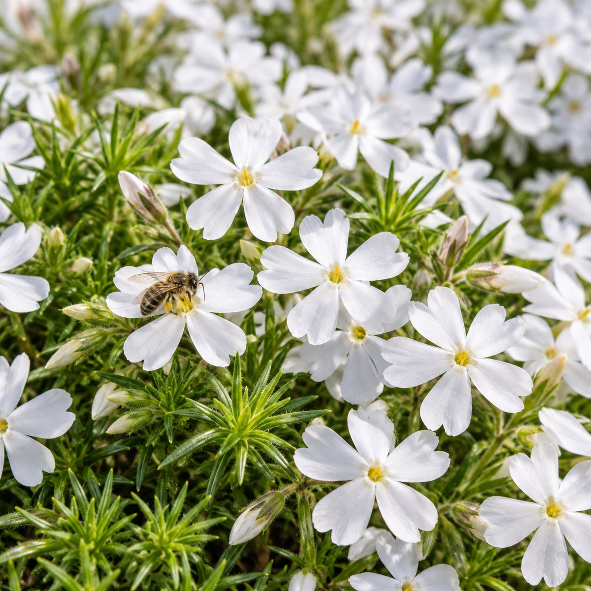 Honeybee visiting pure white Creeping Phlox flowers above dense, needle-like evergreen foliage.