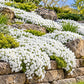 White Creeping Phlox spreading across a sunny rock garden and cascading over natural stone walls.