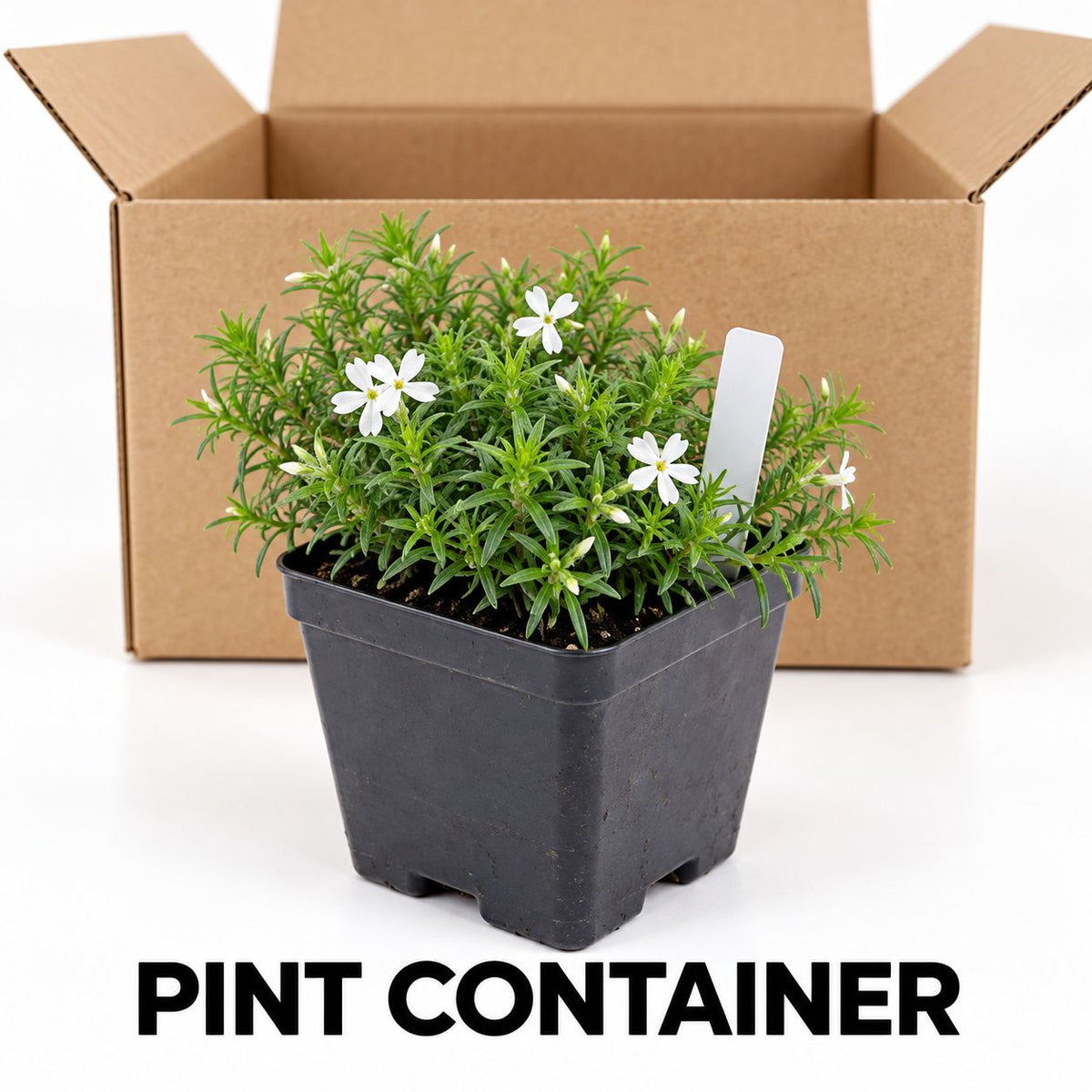 White Creeping Phlox plant in a labeled square pint nursery container beside an open shipping box.