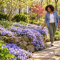Emerald Blue creeping phlox cascading over a stone garden wall beside a sunny walkway with a gardener.