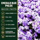 Emerald Blue phlox quick facts: zones 3–9, full sun, 4–6 inches tall, 12–18 inches wide, spring blooming evergreen groundcover.