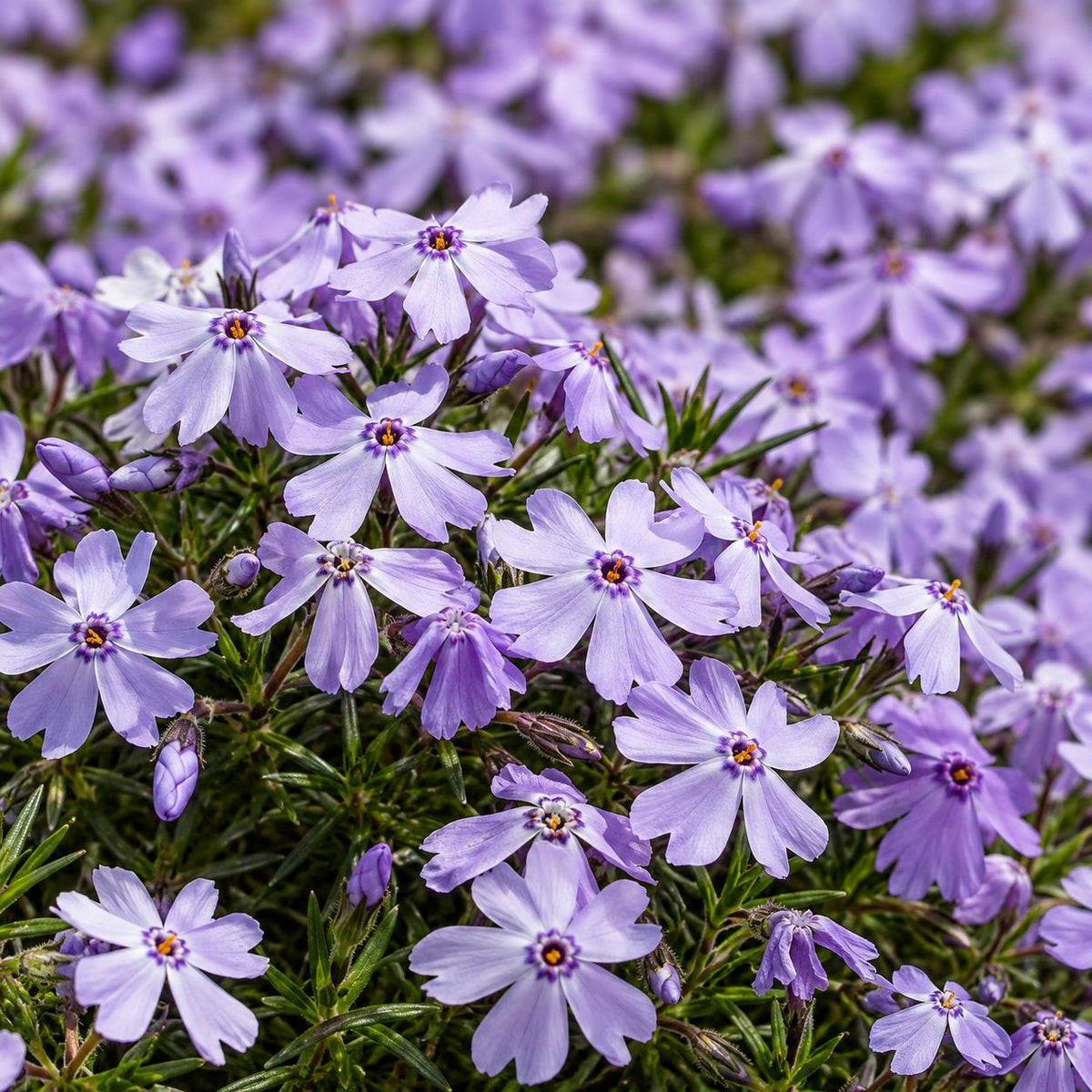 Close-up of pale lavender-blue Emerald Blue phlox flowers with dark violet centers and fine evergreen foliage.