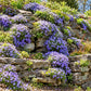 Emerald Blue creeping phlox spreading naturally across a sunny, weathered stone retaining wall.