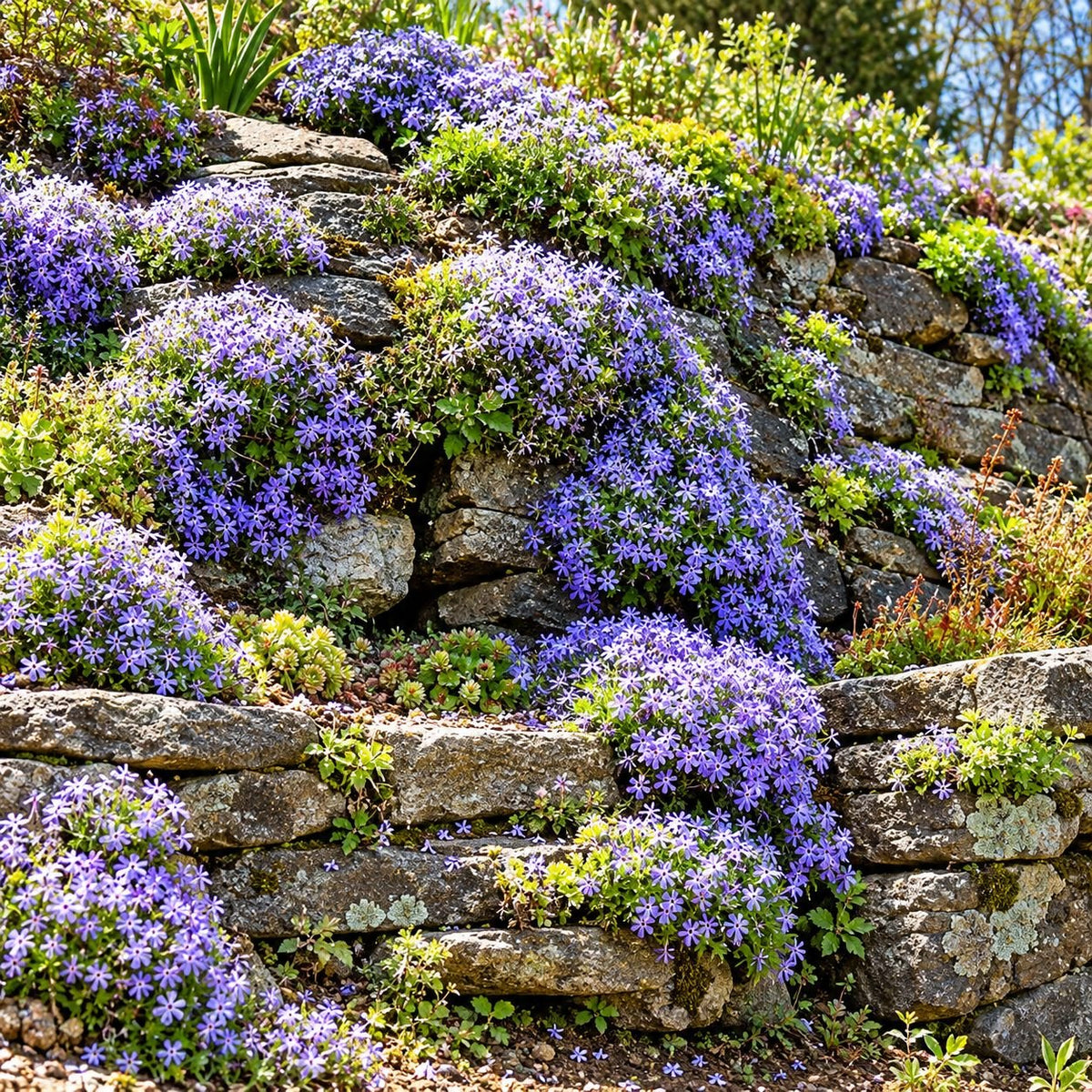 Emerald Blue creeping phlox spreading naturally across a sunny, weathered stone retaining wall.