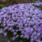 Emerald Blue Creeping Phlox