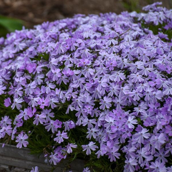 Emerald Blue Creeping Phlox