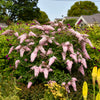 "Pink Cascade Buddleia used as a backdrop for smaller perennials in a sunny garden"