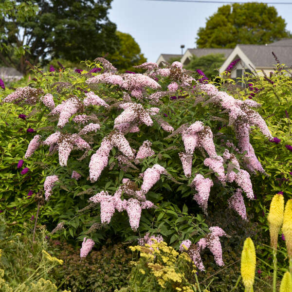 "Pink Cascade Buddleia used as a backdrop for smaller perennials in a sunny garden"