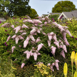 "Pink Cascade Buddleia used as a backdrop for smaller perennials in a sunny garden"