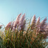 Close-up of Pink Pampas Grass's fluffy, blush-colored plumes