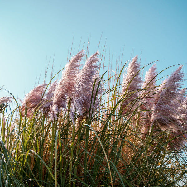 Close-up of Pink Pampas Grass's fluffy, blush-colored plumes