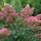 Close-up of Pinky Winky™ Hydrangea's large panicles held upright on strong stems