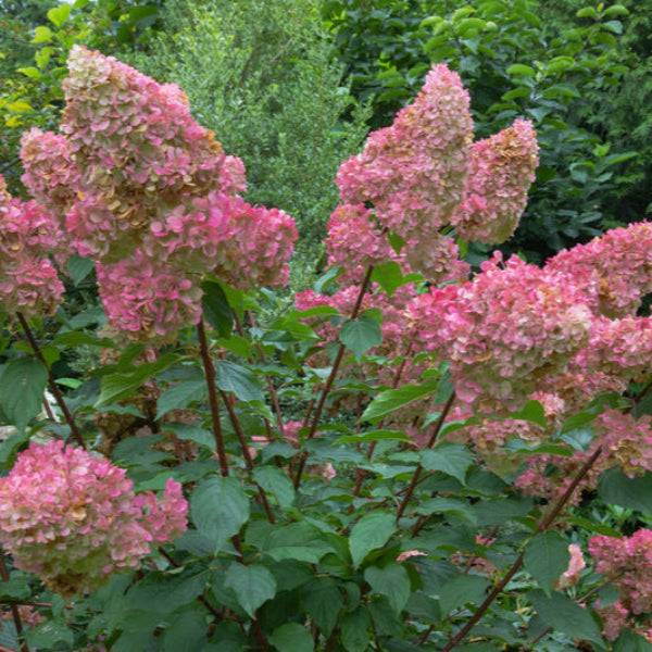 Close-up of Pinky Winky™ Hydrangea's large panicles held upright on strong stems