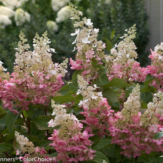 Close-up of Pinky Winky™ Hydrangea's large panicles held upright on strong stems