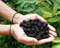 Ponca Blackberry Bush