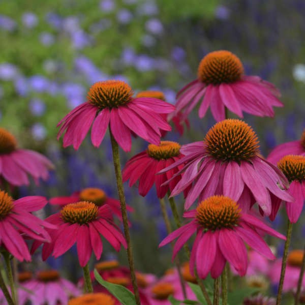 Pink coneflowers with orange centers in a garden setting
