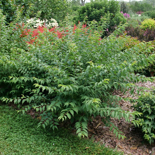 "Lush green foliage of Easy As Pie Bush Cherry turning yellow in fall"