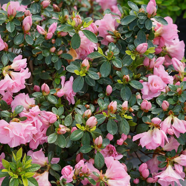 Close-up of Perfecto Mundo® Double Pink Azalea showcasing its beautiful double pink flowers."