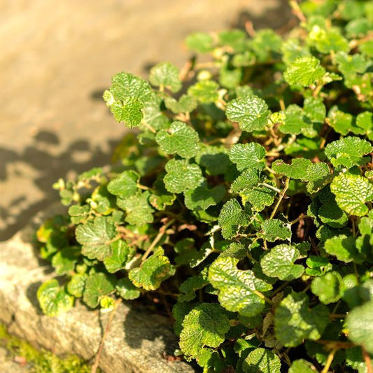 Green leafy plant Rubus_calycinoides_creeping_raspberry_growing on a stone surface