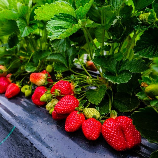 Strawberry Plugs