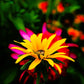 Black-eyed Susan 'Goldsturm' with Sunny Yellow Petals and Dark Cones"