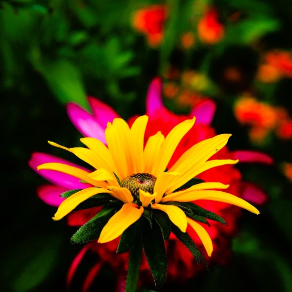 Black-eyed Susan 'Goldsturm' with Sunny Yellow Petals and Dark Cones"