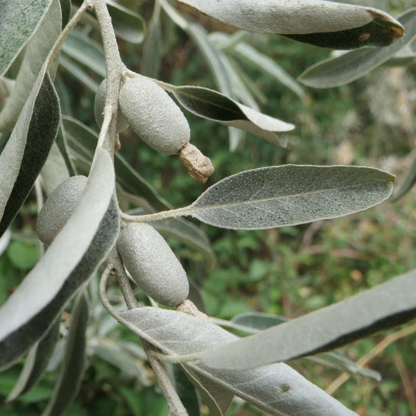 Close-up of Russian Olive Shrubs' berries, providing nourishment for wildlife