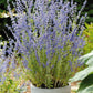 Russian Sage 'Little Spire' adding vibrant color and fragrance in a container garden