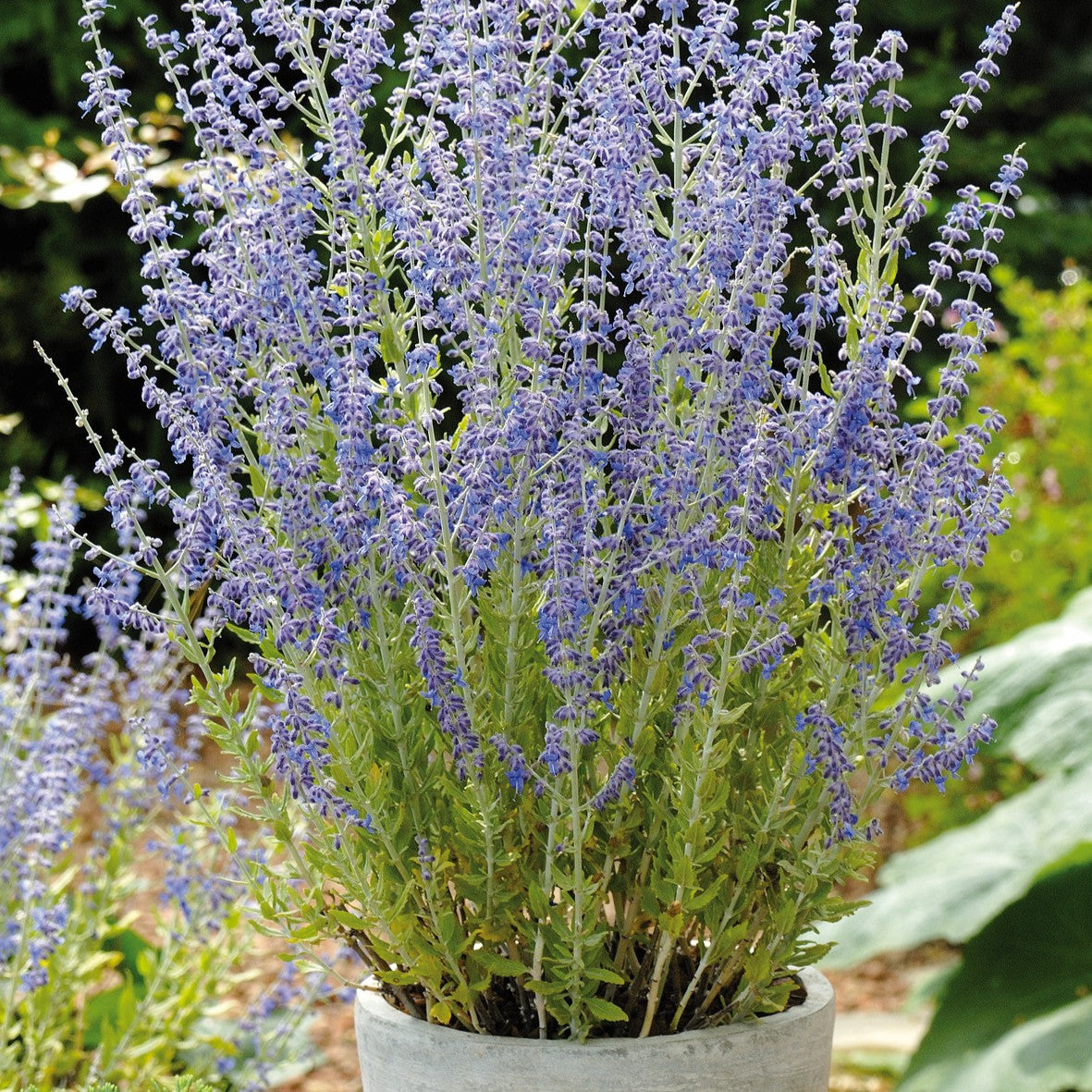 Russian Sage 'Little Spire' adding vibrant color and fragrance in a container garden