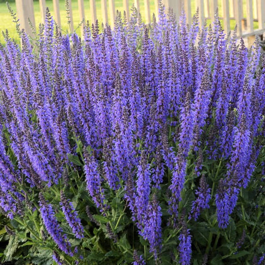 Close-up of Salvia May Night's bluish purple spike blooms