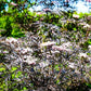Black Lace Elderberry Shrub with Purple-Black Foliage – Online Nursery"