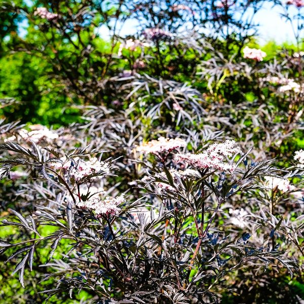 Black Lace Elderberry Shrub with Purple-Black Foliage – Online Nursery"