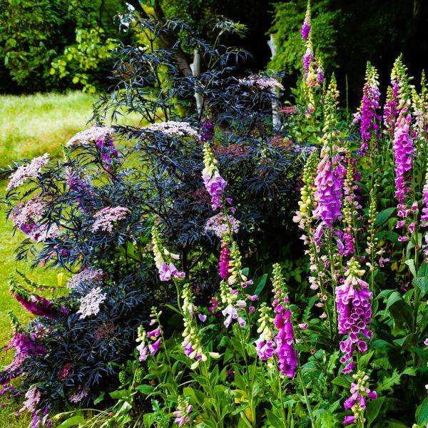 Black Lace Elderberry Shrub with Creamy Pink Flowers of Black Lace Elderberry – Greenwood Nursery"