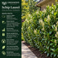 Schip Laurel quick facts showing Zones 6–9, shade tolerance, fast growth, deer resistance and evergreen privacy screening