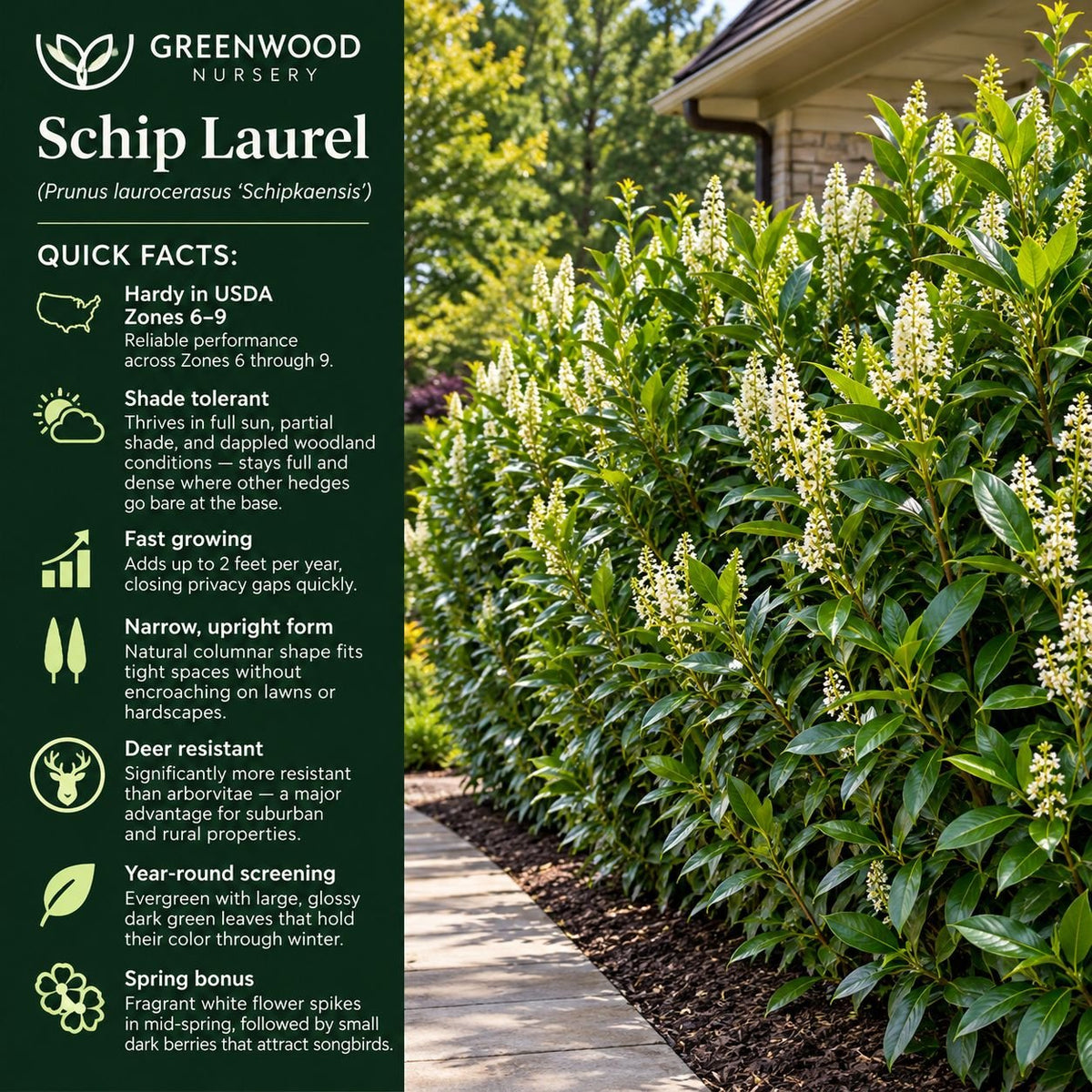 Schip Laurel quick facts showing Zones 6–9, shade tolerance, fast growth, deer resistance and evergreen privacy screening