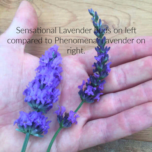 Sensational Lavender with large, deep purple blooms in full sun