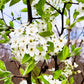 Serviceberry | Amelanchier