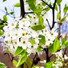 Close-up of white flowers with green leaves on a branch Serviceberry amelanchior canadensis