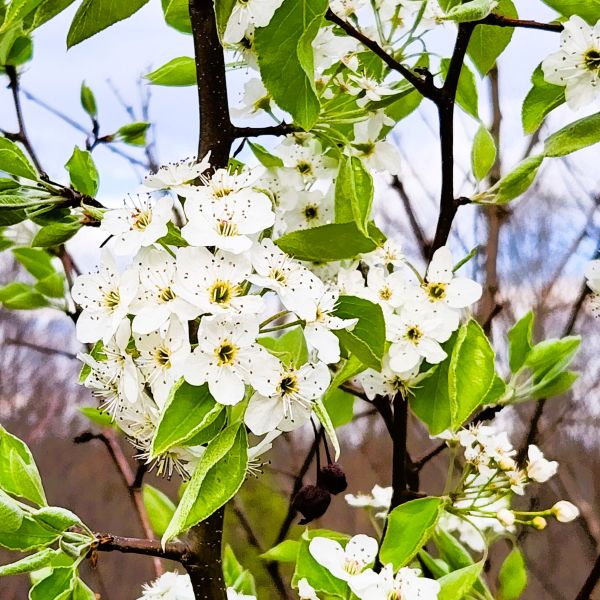Serviceberry | Amelanchier