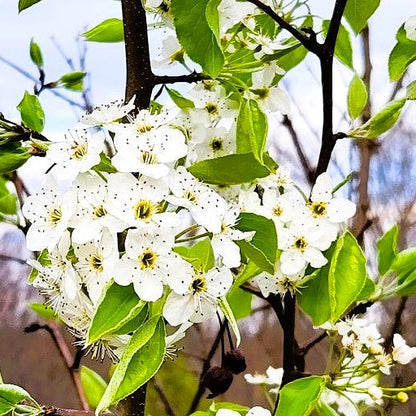 Close-up of white flowers with green leaves on a branch Serviceberry amelanchior canadensis