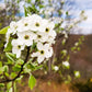 Serviceberry | Amelanchier