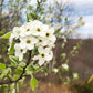 Close-up of white flowers on a branch with a blurred natural Serviceberryamelanchiorcanadensisbackground